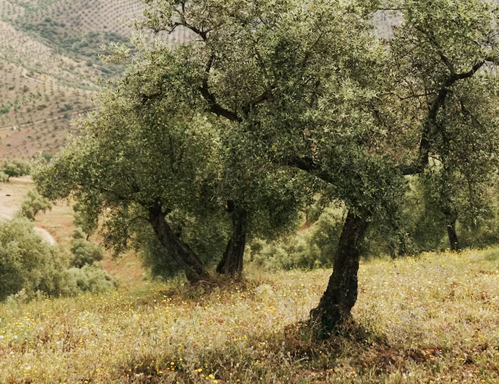 albero_cerasuola